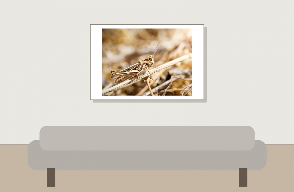 Chorthippus Biguttulus Group — Cheny — 60 × 40 cm