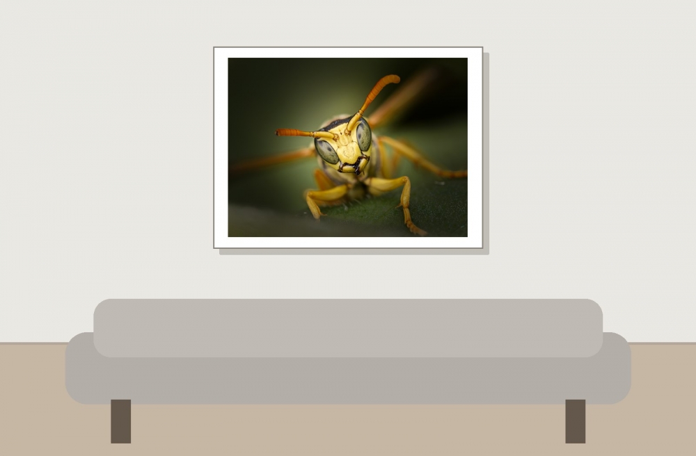 Polistes Dominula — 20250722 — 40 × 30 cm