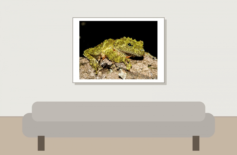 Theloderma Corticale — 20251115-2025-11-15 — 70 × 50 cm