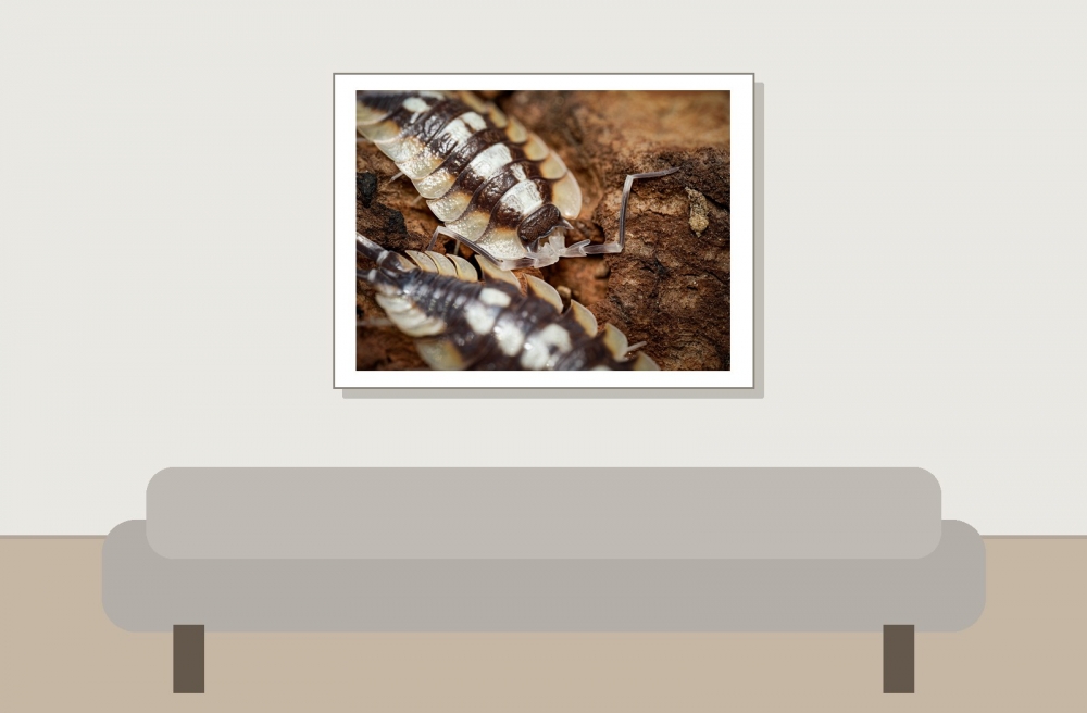 Porcellio Expansus — 40 × 30 cm