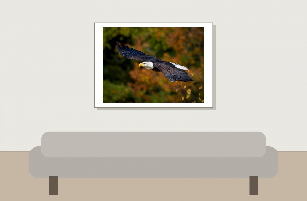 Haliaeetus Leucocephalus — 20251014 — 70 × 50 cm