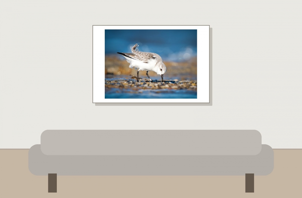Calidris Alba — 20251205 — 60 × 40 cm