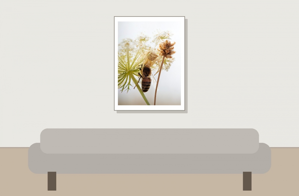 Thomisus Sonustus X Apis Mellifera — Venoy — 30 × 40 cm