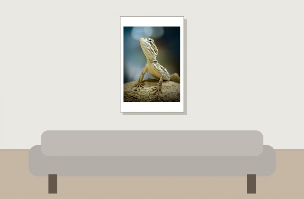 Pogona Henrylawsoni — 20251115-2025-11-15 — 40 × 60 cm