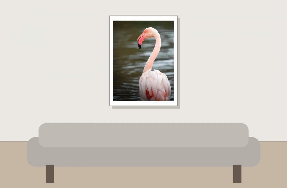 Phoenicopterus Roseus — 20251201 — 30 × 40 cm