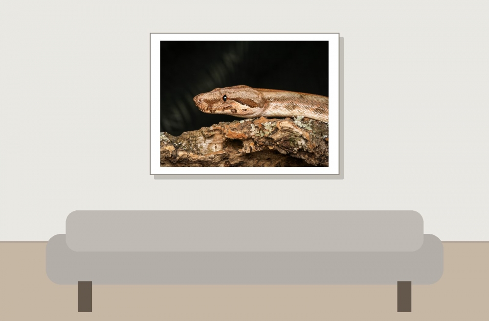 Boa Constrictor — 20251115-2025-11-15 — 40 × 30 cm