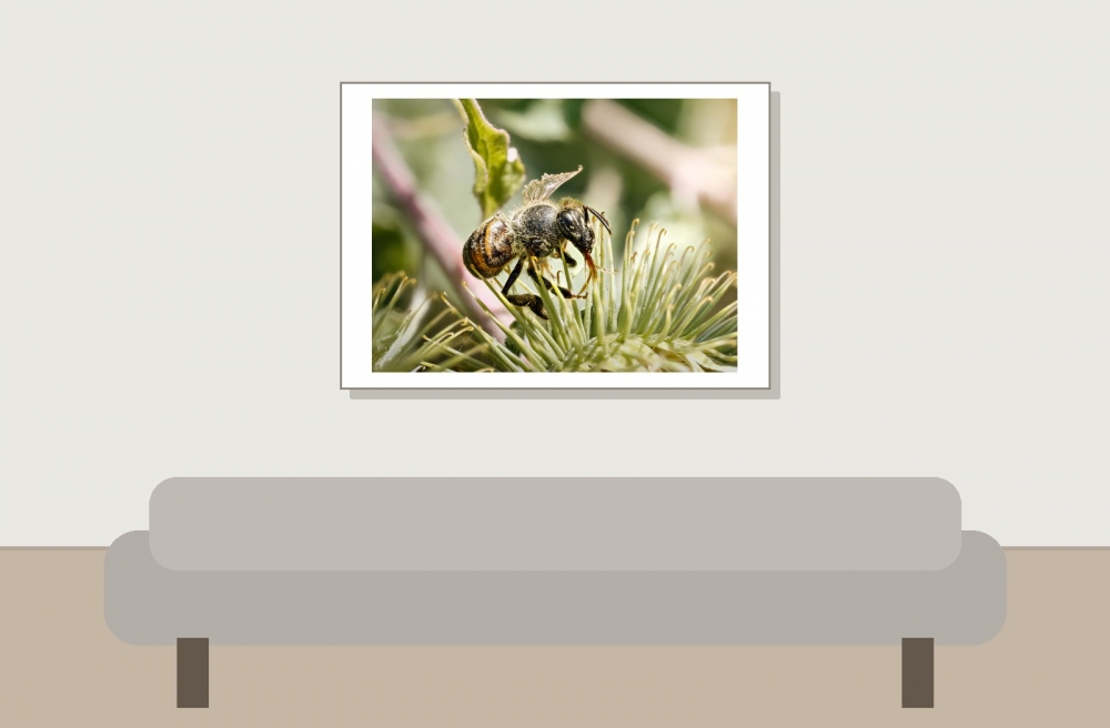 Apis Mellifera — Cheny 