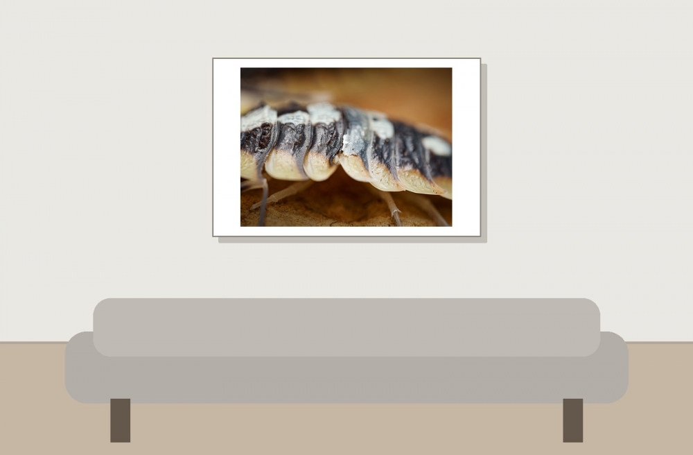Porcellio Expansus — 60 × 40 cm