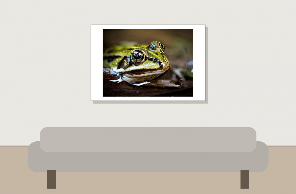 Water Frog in Mézières-en-Brenne — 60 × 40 cm