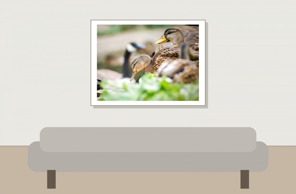 Anas Platyrhynchos — Bois de Boulognes — 40 × 30 cm