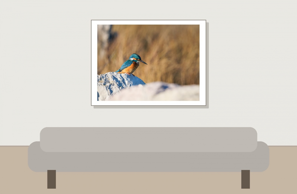 Alcedo Atthis — 20251205 — 40 × 30 cm
