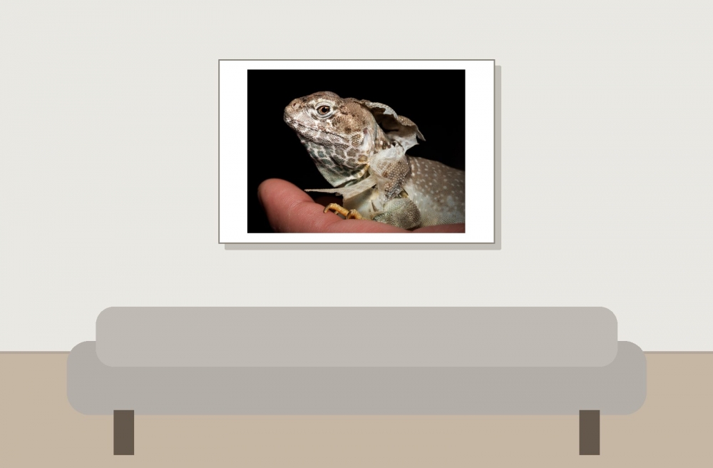 Crotaphytus Collaris — 20251115-2025-11-15 — 60 × 40 cm