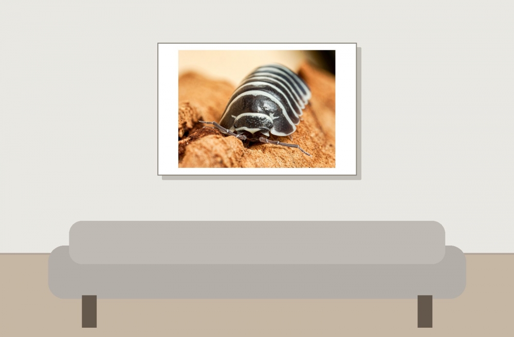 Armadillidium Granulatum Zebra — 60 × 40 cm