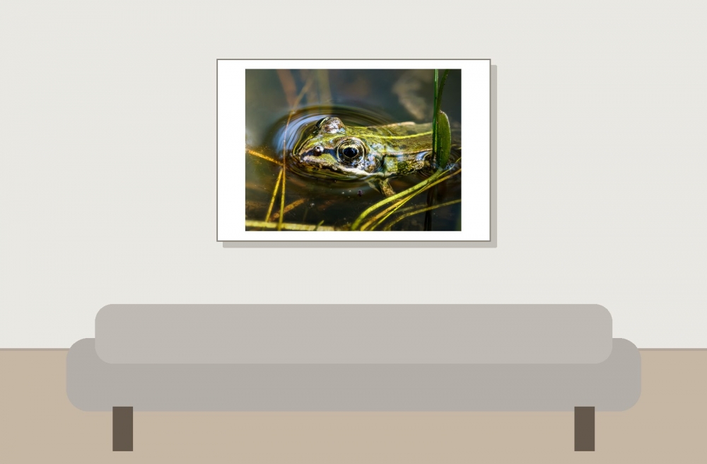 Water Frog in Mézières-en-Brenne — 60 × 40 cm