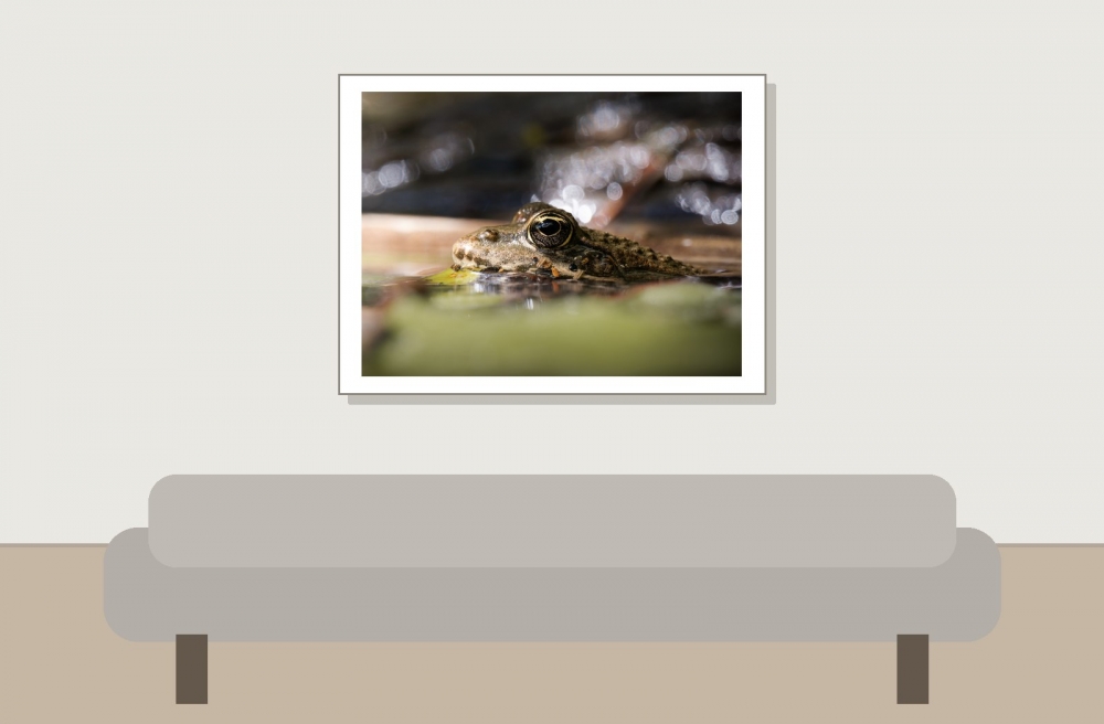 Water Frog in Etival — 40 × 30 cm