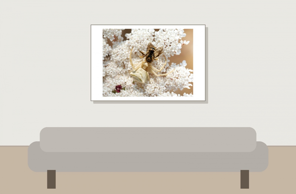 Misumena Vatia X Apis Mellifera — Venoy — 60 × 40 cm