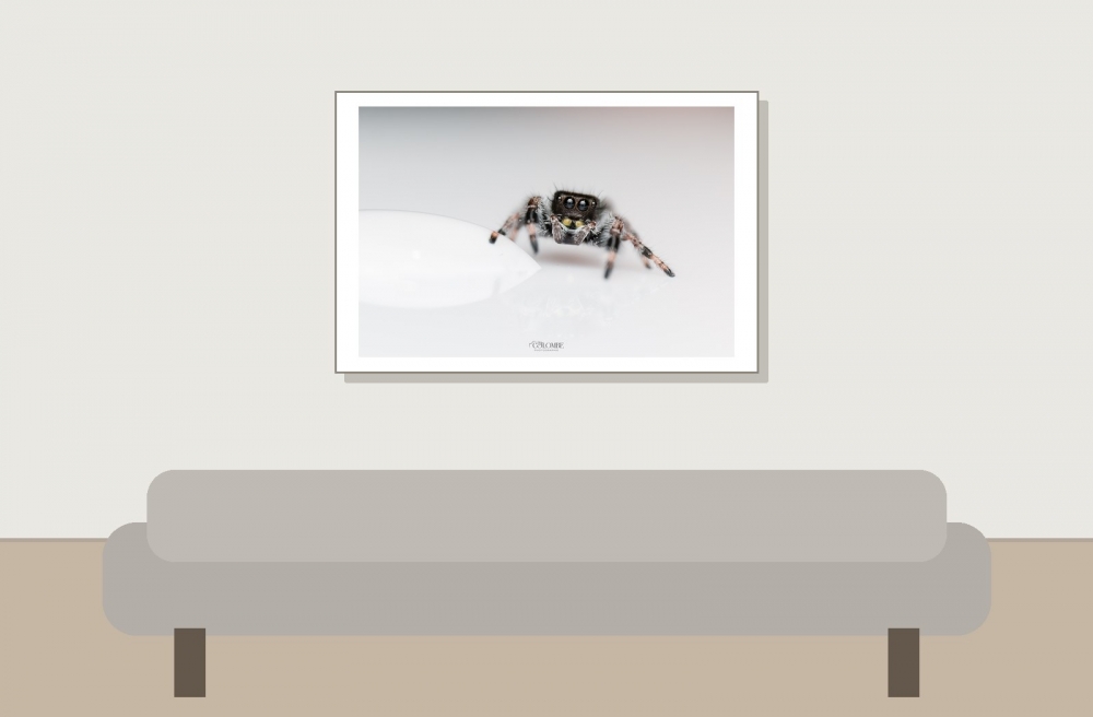 20250124,25 L5 Phidippus Regius Bahamas — 60 × 40 cm