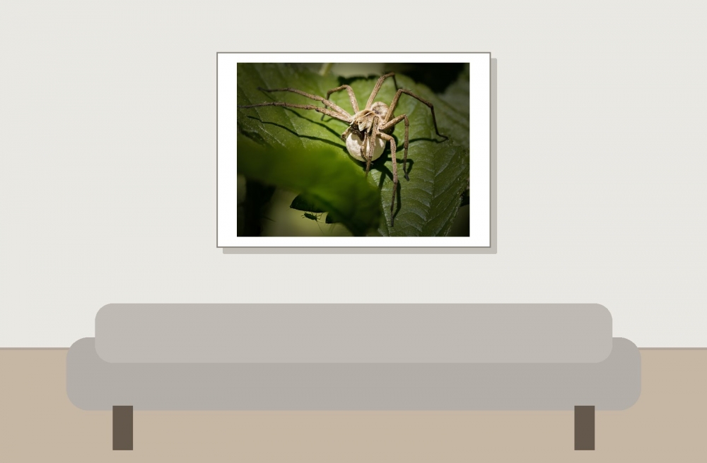 Pisaura Mirabilis — 20250516 — 70 × 50 cm