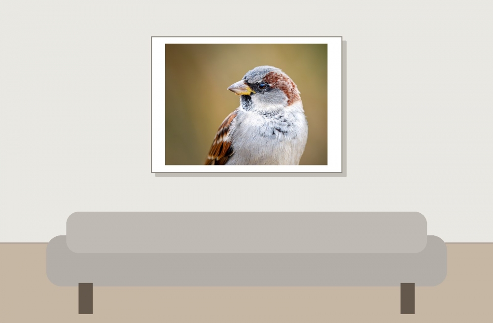 House Sparrow in 20251201 — 70 × 50 cm