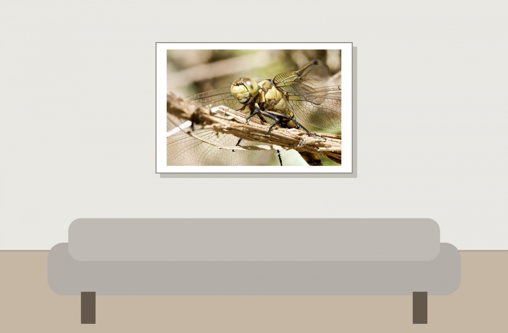 Black-tailed Skimmer in 20250516 — 60 × 40 cm