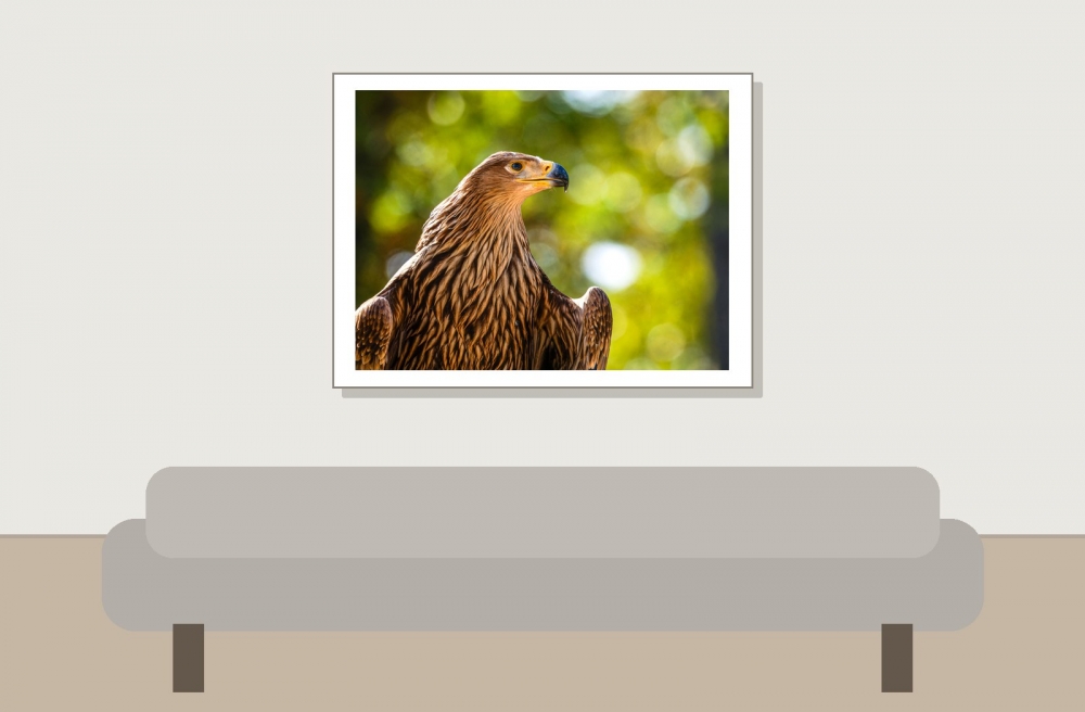 Aquila Chrysaetos — 20251014 — 40 × 30 cm