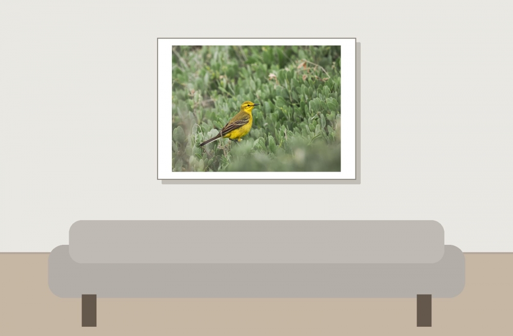 Motacilla Flava Flavissima — 20250518 — 70 × 50 cm