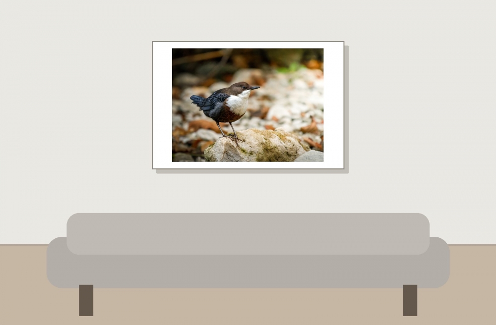 White-throated Dipper in Menétrux-en-Joux — 60 × 40 cm