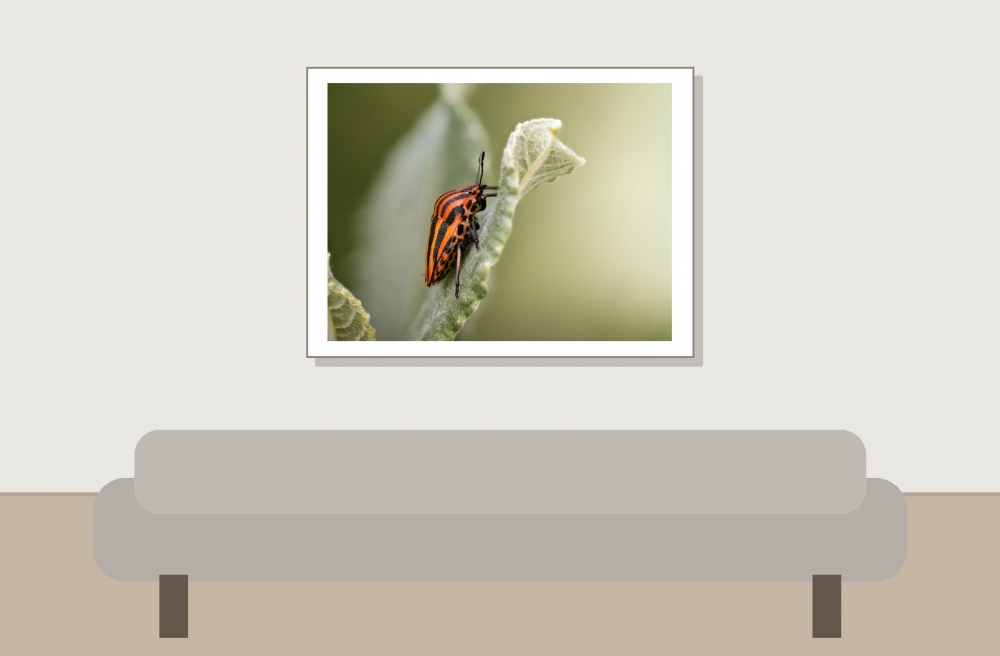 Striped Shield Bug in Frasne — 40 × 30 cm