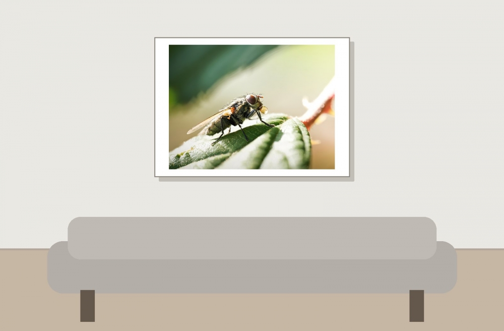 Pollenia Spec — Cheny — 70 × 50 cm