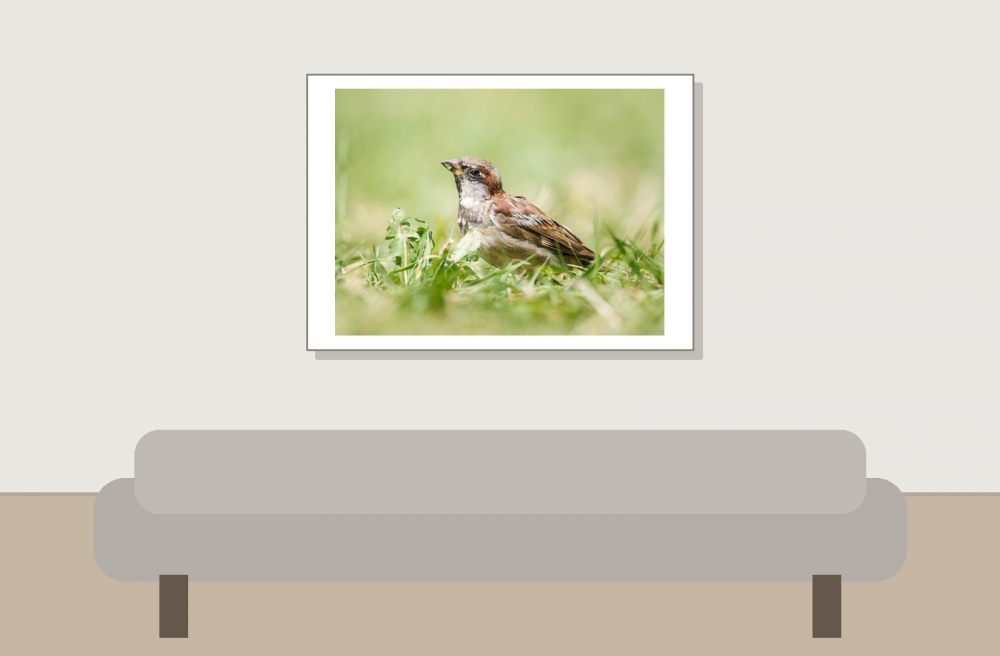 House Sparrow in 20250812 — 70 × 50 cm