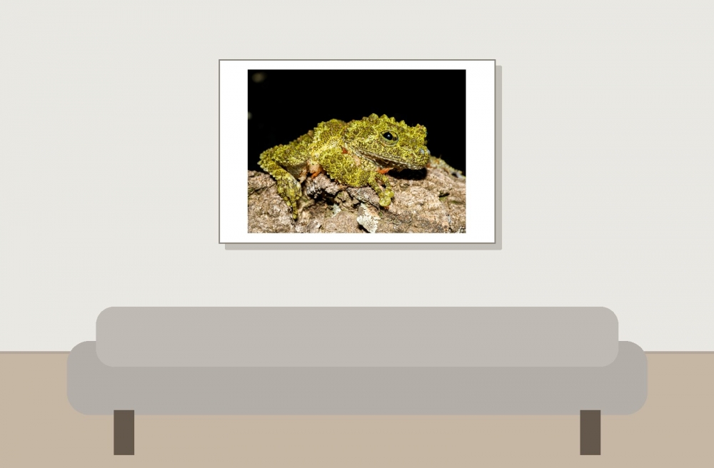 Theloderma Corticale — 20251115-2025-11-15 — 60 × 40 cm