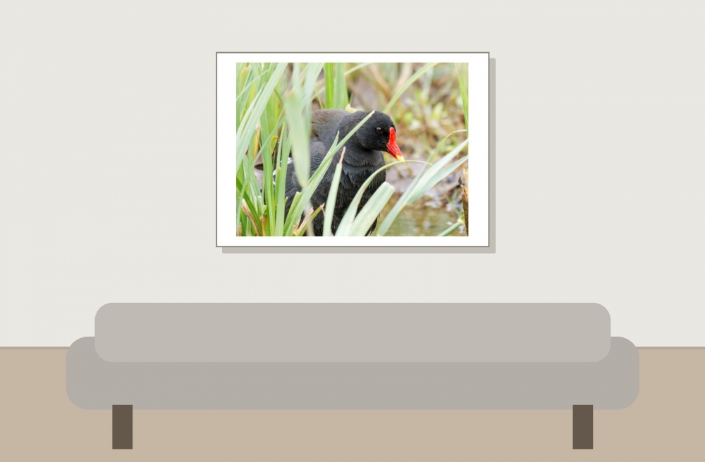 Gallinula Chloropus — 20250518 — 70 × 50 cm