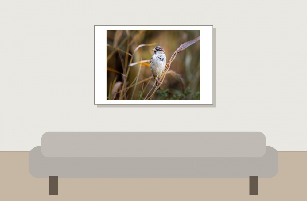 House Sparrow in 20251201 — 60 × 40 cm
