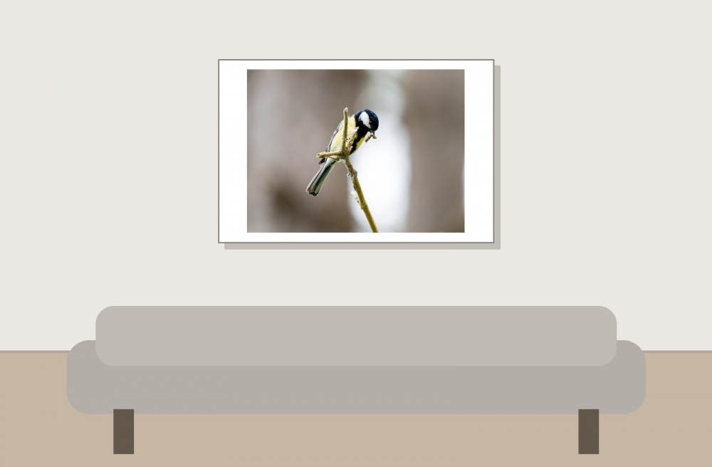 Parus Majo — 20250518 — 60 × 40 cm