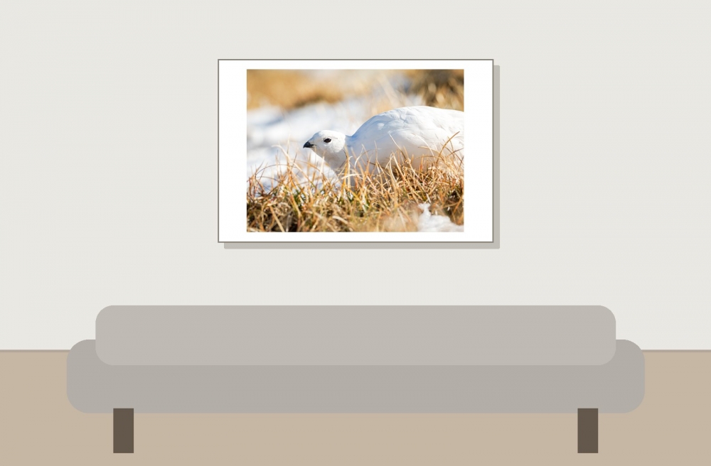 Lagopus Muta 146 — Saint-Agnan-en-Vercors — 60 × 40 cm