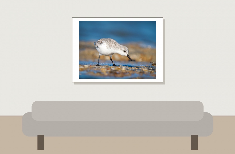 Calidris Alba — 20251205 — 70 × 50 cm