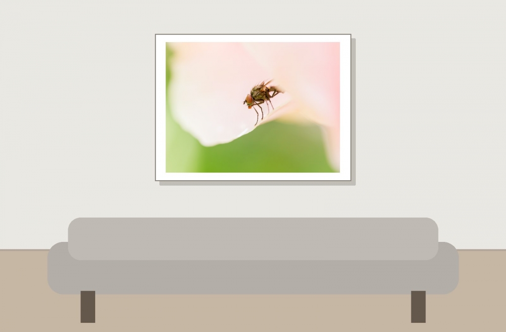 Anthomyiidae Indet. — 20250521 — 40 × 30 cm