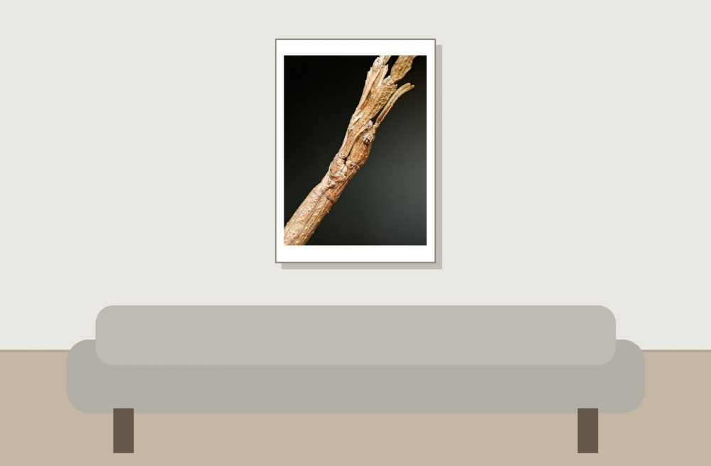 Achrioptera Manga — 50 × 70 cm