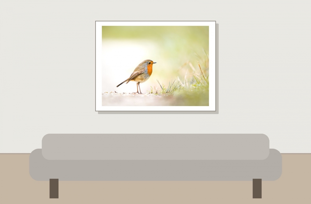 European Robin in 20251201 — 40 × 30 cm