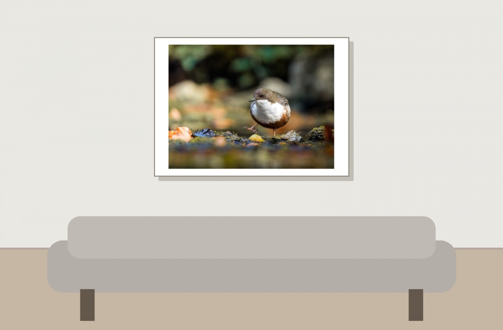 White-throated Dipper in Menétrux-en-Joux — 70 × 50 cm