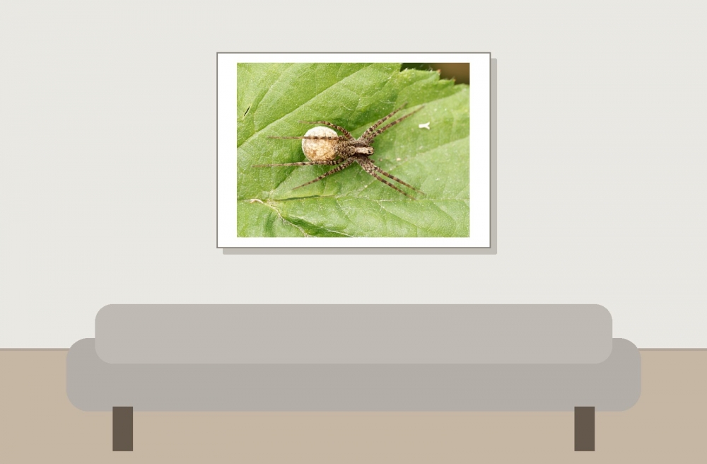 Pardosa Spec — 20250601 — 70 × 50 cm