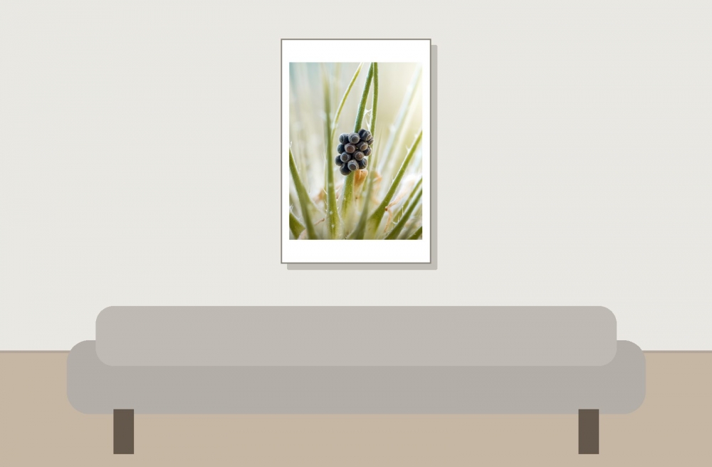 Palomena Prasina — Cheny — 40 × 60 cm