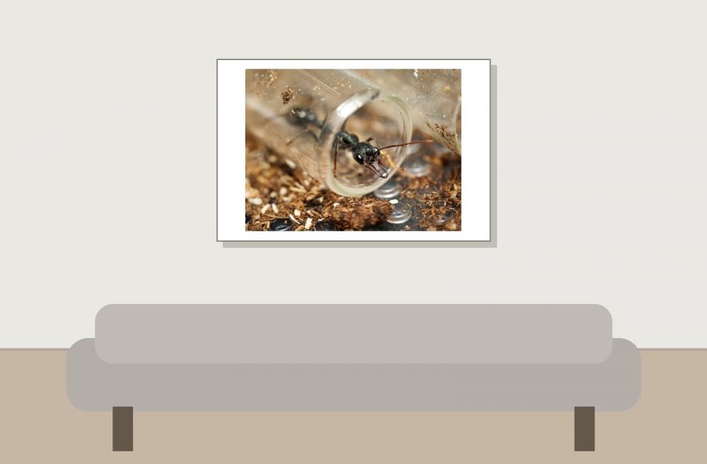 Myrmecia Pyriformis — 20251115-2025-11-15 — 60 × 40 cm