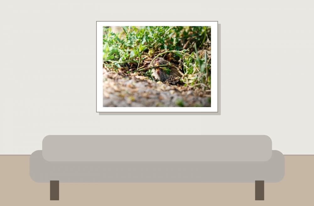 Common Vole in Les Planches-en-Montagne — 40 × 30 cm