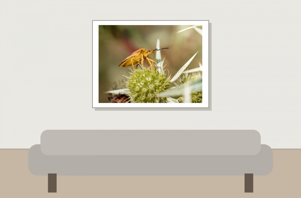 Carpocoris Fuscispinus — Venoy — 40 × 30 cm