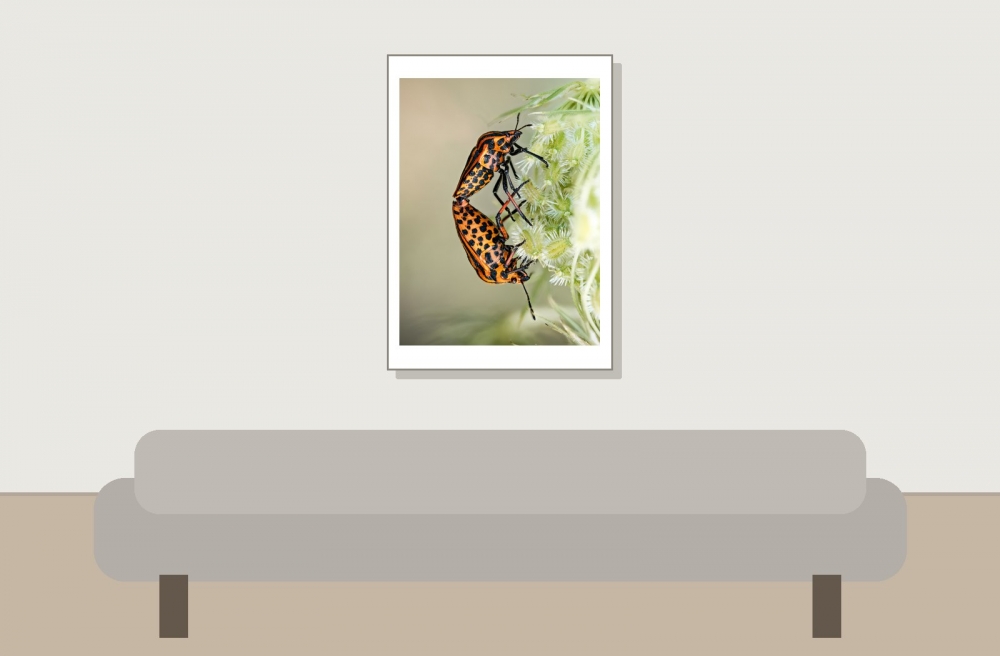 Striped Shield Bug in Cheny — 50 × 70 cm