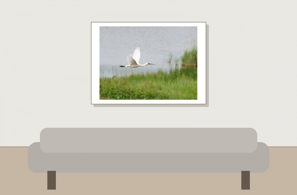 Platalea Leucorodia — 20250518 — 70 × 50 cm