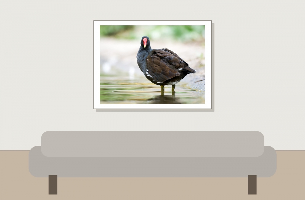 Gallinula Chloropus — Bois de Boulognes — 40 × 30 cm
