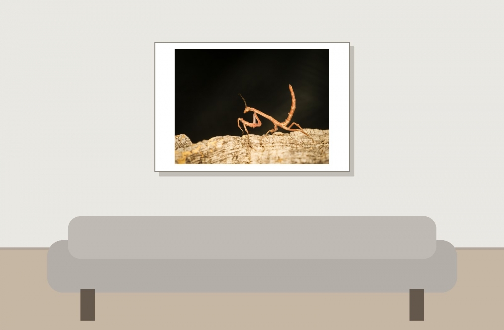 Popa Spurca — 20251115-2025-11-15 — 60 × 40 cm