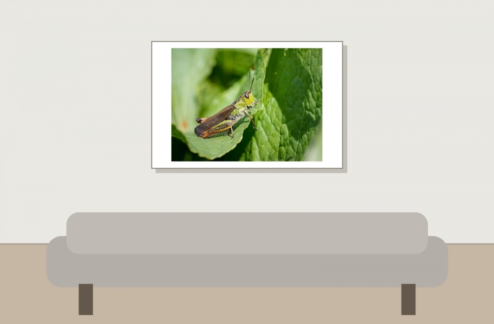 Stauroderus Scalaris — 20250811 — 60 × 40 cm